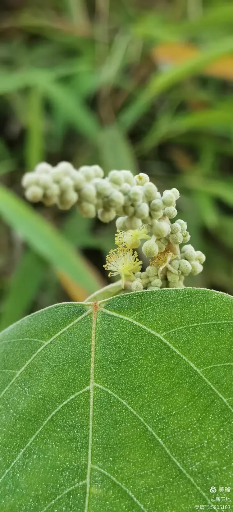 植物观赏 白背叶